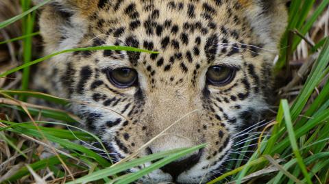 La selva de la Península de Yucatán es uno de los ecosistemas más ricos en biodiversidad del planeta, incluyendo especies en peligro de extinción como el jaguar.