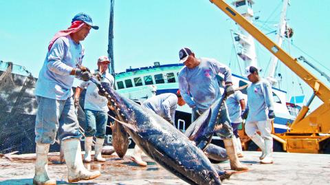 La pesca en altamar es uno de los sectores que recolecta atún y sardina, entre otras especies marinas.