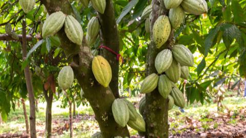 Crisis del cacao.