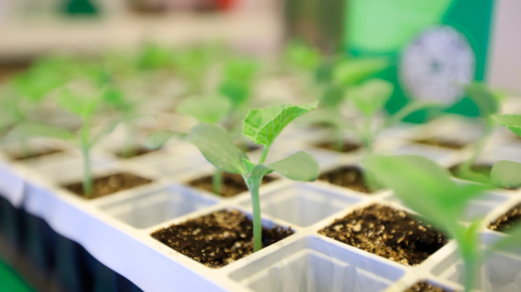 Innovaciones en la industria de la horticultura en México y América.