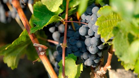 Uvas Burdeos