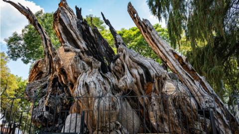 El arbol de la noche triste Popotla. Especial