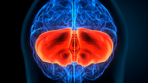 Representación del cerebelo en el cerebro humano.