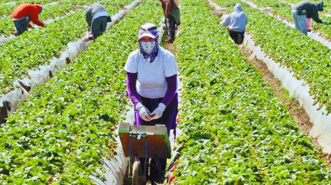 Migrant workers harvest strawberries at a farm near Oxnard, Calif. Ventura County is one of two counties where labor organizers hope to get a Bill of Rights passed to protect farm workers from abuse and wage theft.