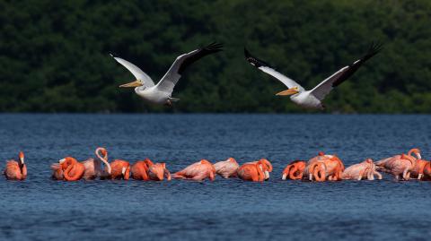Ría Celestún es hogar de flamencos y de más de 300 especies de aves.