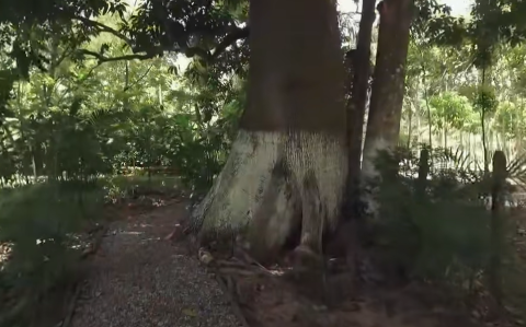 Imagen de la quinta "La Chingada", en Palenque, Chiapas.