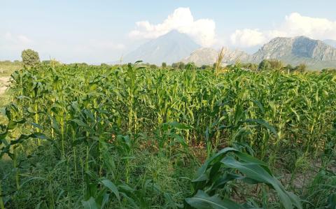 En Nuevo León podría disminuir la producción del maíz forrajero en verde.