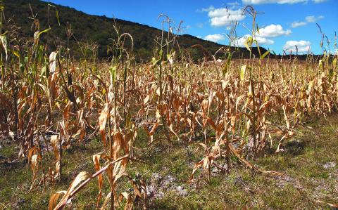 Los cultivos pueden ser afectado por diversos motivos asociados al clima, tanto como la sequía o por el exceso de lluvias.