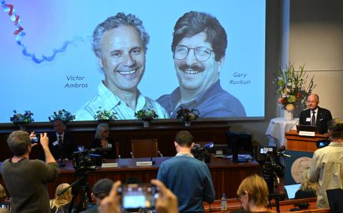 El Premio Nobel de Medicina recayó en los investigadores estadounidenses Victor Ambros y Gary Ruvkun por su hallazgo del microARN.