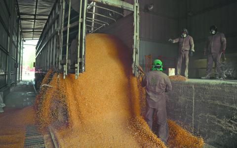 FILE PHOTO: Workers unload a truck with GMO yellow corn imported from the U.S. at a cattle feed plant in Tepexpan, Mexico March 15, 2023. REUTERS/Raquel Cunha/File Photo