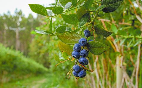 Blueberry plantation with a blueberry in a leaf southern chile