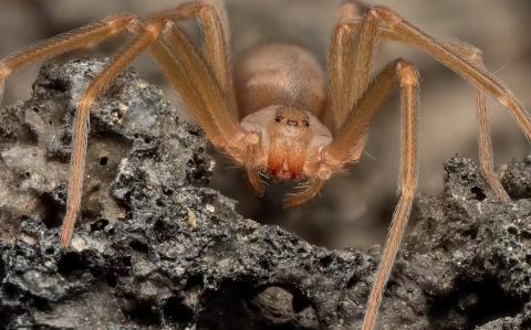 Una de las características exclusivas de la araña violinista europea es poseer tres pares de ojos en la disposición que se aprecia en la foto.