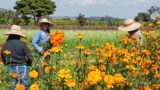 Productoras recolectando las flores en Xochimilco.