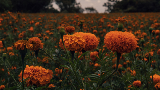 Campos con flores de cempasúchil.