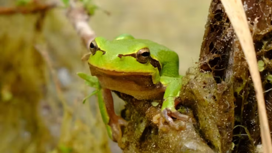 Macho de Rana de San Antonio oriental (Hyla orientalis). Ucrania, Junio de 2019.