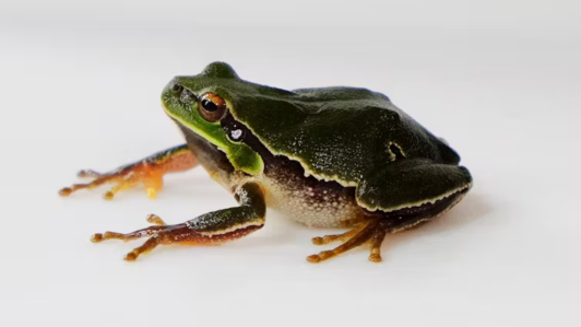 Macho de Rana de San Antonio oriental (Hyla orientalis) en nuestro laboratorio de Chernóbil (Ucrania). Mayo de 2019.