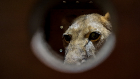 El presidente ruso, Vladimir Putin, regaló a Corea del Norte docenas de animales, incluidos un león y dos osos, como muestra de amistad entre Moscú y Pyongyang.