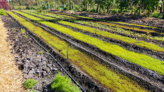 Chinampas de cultivo.