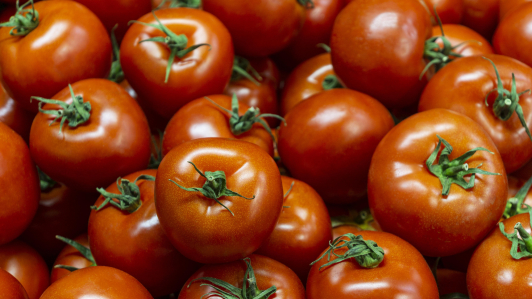 El jitomate mexicano, motor agroexportador y base de nuestra cocina, enfrenta un arancel de 20.91%