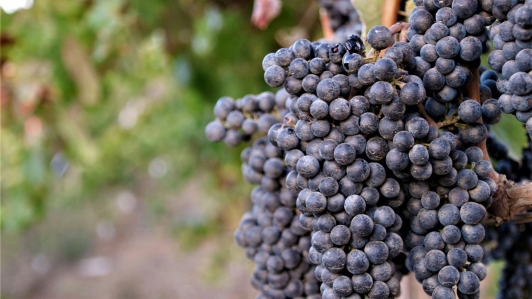Uvas
