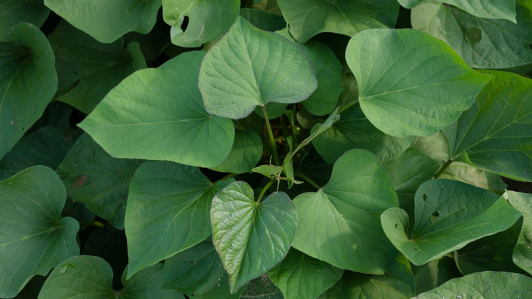 Hoja santa