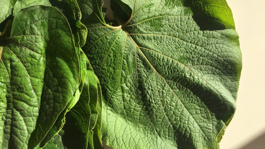 Hoja santa