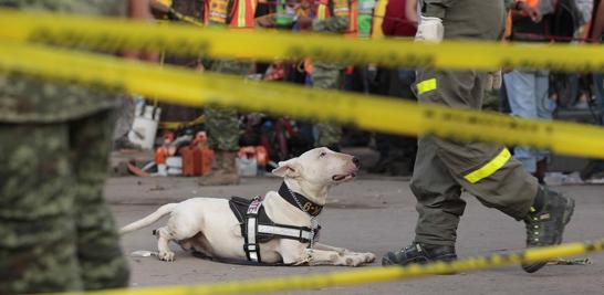 Palas, picos, cascos, botas y guantes de carnaza ocupa cada miembro que conforma al cuerpo de brigadistas en el multifamiliar de Tlalpan y Taxqueña.