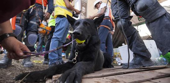 Santo descansa con su pelota y se recupera después de varios días de búsqueda por toda la ciudad