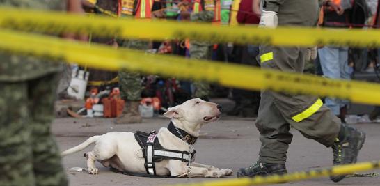 Un perro de rescate de Topos K9 aguarda su turno en la zona de desastre de Tlalpan para participar en la búsqueda de sobrevivientes.