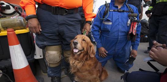 Alondra, una golden retriever perteneciente a Protección Civil San Luis Potosí ha trabajado en la localización de personas en las zonas de la delegación Benito Juárez y en el multifamiliar de Tlalpan.