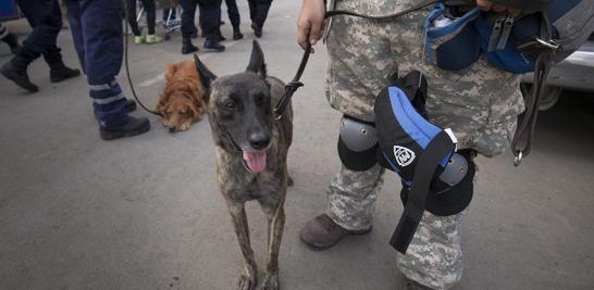 La perrita Salma es integrante de la unidad canina de Topos Tlatelolco Cancún y arribó a la CDMX desde el miércoles para colaborar en las búsquedas personas atrapadas.