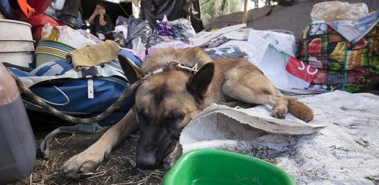 Titán, un perro de rescate de la Marina descansa tras una larga jornada de búsqueda.