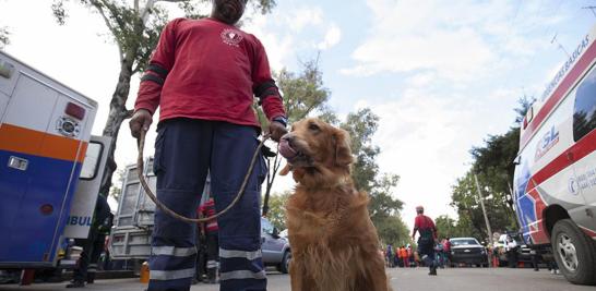 Binomio canino parte del grupo Topos Tlatelolco. 