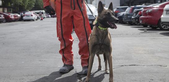 Xira, es una pastor belga de dos años que forma parte de la brigada canina de Birta Topos Azteca y llegó desde Jalapa, Veracruz después del siniestro.