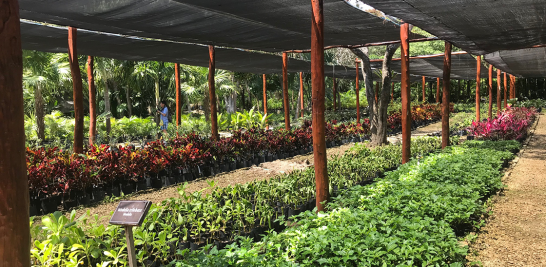 El resort cultiva en su propio vivero y ordiqueario todas las plantas de ornato que que envuelven al hotel. Fotos: Cortesía