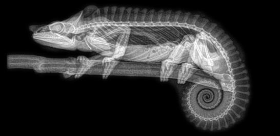 El zoológico de Oregon, en Estados Unidos reveló increíbles imágenes de radiografías que obtuvo luego de los controles de salud realizados a varios ejemplares de distintas especies durante su chequeo anual.