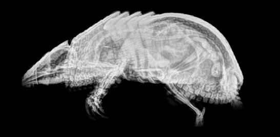 La radiología digital permite al personal veterinario obtener resultados de rayos X más rápidos, ajustar y archivar imágenes digitalmente para una comparación posterior y compartir radiografías con consultores y personal veterinario de otros zoológicos.