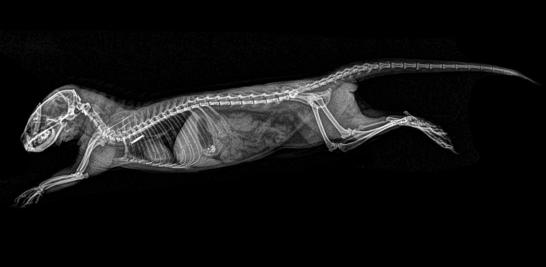 La radiología digital permite al personal veterinario obtener resultados de rayos X más rápidos, ajustar y archivar imágenes digitalmente para una comparación posterior y compartir radiografías con consultores y personal veterinario de otros zoológicos.