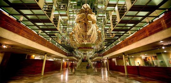 Así es la Biblioteca José Vasconcelos, edificio proyectado por el arquitecto mexicano Alberto Kalac, fue abierta al público en el 2006 y es hasta el 2013 que se convirtió en un espacio vivo, con un constante flujo de actividades y usuarios de diversos grupos sociales. Es el cuarto recinto cultural con más visitantes en México. Entre sus diversas esculturas, la más llamativa y emblemática es Mátrix Móvil, de Gabriel Orozco, ubicada al centro de la planta principal.