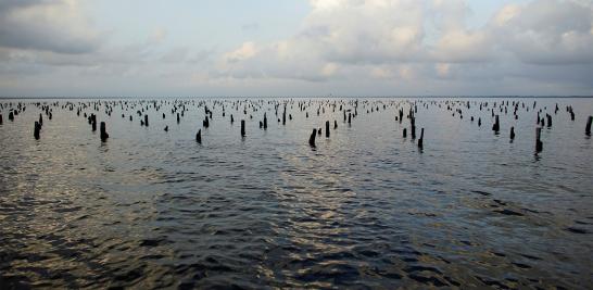 El presidente Andrés Manuel López Obrador informó que en marzo de 2019 arrancaría la licitación para construir la nueva refinería al lado del puerto de Dos Bocas, Tabasco. La construcción de la refinería podría ser un riesgo debido a la biodiversidad que alberga. La tierra es tan rica en vida silvestre que hace una década un grupo de funcionarios en Pemex propusieron que se declarara reserva privada por su importancia ambiental en la zona.