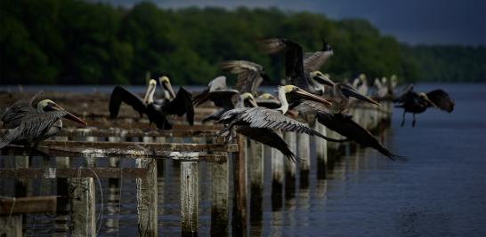 El presidente Andrés Manuel López Obrador informó que en marzo de 2019 arrancaría la licitación para construir la nueva refinería al lado del puerto de Dos Bocas, Tabasco. La construcción de la refinería podría ser un riesgo debido a la biodiversidad que alberga. La tierra es tan rica en vida silvestre que hace una década un grupo de funcionarios en Pemex propusieron que se declarara reserva privada por su importancia ambiental en la zona.