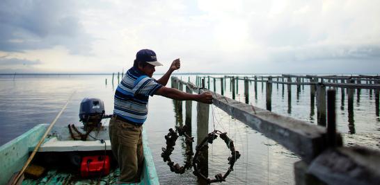 El presidente Andrés Manuel López Obrador informó que en marzo de 2019 arrancaría la licitación para construir la nueva refinería al lado del puerto de Dos Bocas, Tabasco. La construcción de la refinería podría ser un riesgo debido a la biodiversidad que alberga. La tierra es tan rica en vida silvestre que hace una década un grupo de funcionarios en Pemex propusieron que se declarara reserva privada por su importancia ambiental en la zona.