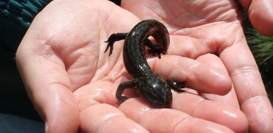 1. Ajolote. El nombre de ajolote proviene del náhuatl axolotl que significa monstruo de agua y en México existen varias especies, distribuidas en casi todo el territorio.