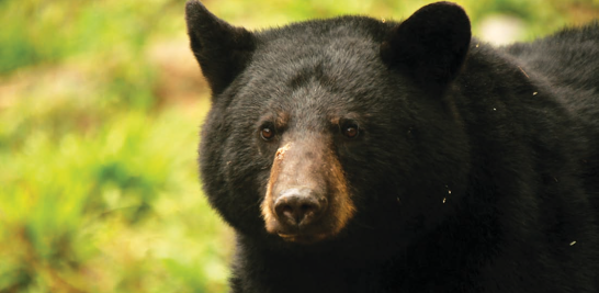 02. Oso Negro. En México, durante la década de los cincuenta, los osos eran comunes en las montañas del norte de Coahuila, en la Sierra de las Maderas, la Sierra del Pino y la Sierra de San Marcos; en la Sierra Madre Occidental; en la Reserva Indígena Mezquital al sur de Durango.