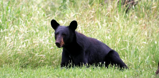 En 1986, considerando que las poblaciones de oso negro americano disminuían drásticamente, fue decretada una veda permanente en todo el país, del mismo modo en 1991.