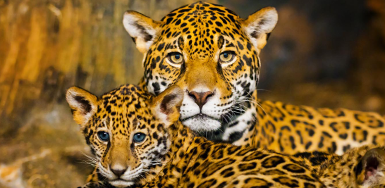 03. Jaguar. El humano ha invadido la casa del emblemático felino mesoamericano; en México habitan menos de 4 mil ejemplares