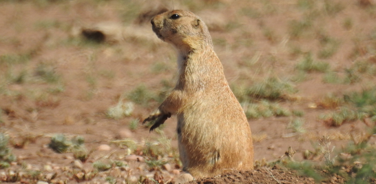 05. Perrito de la pradera mexicano