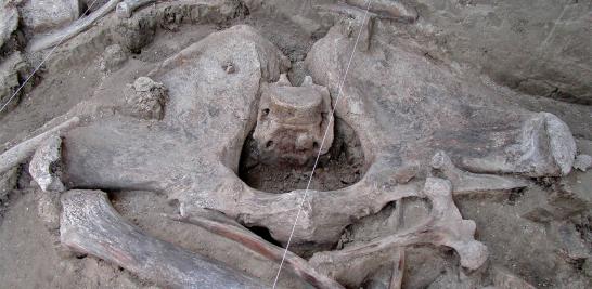 En lo que marcaría el "hallazgo más grande de este tipo", según arqueólogos del INAH, los restos óseos de estos gigantes mamíferos fueron encontrados en Tultepec.