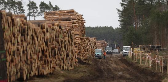 Un tribunal de Berlín ordenó este lunes a Tesla dejar de talar árboles en la futura ubicación de su fábrica, situada en Grünheide, en la región de Brandeburgo, limítrofe con Berlín.