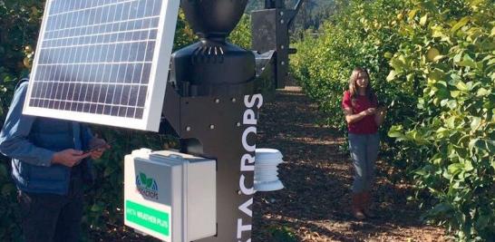 Cultivo de aguacate en Michoacán que utiliza la tecnología de Instacrops. Foto: Cortesía Instacrops